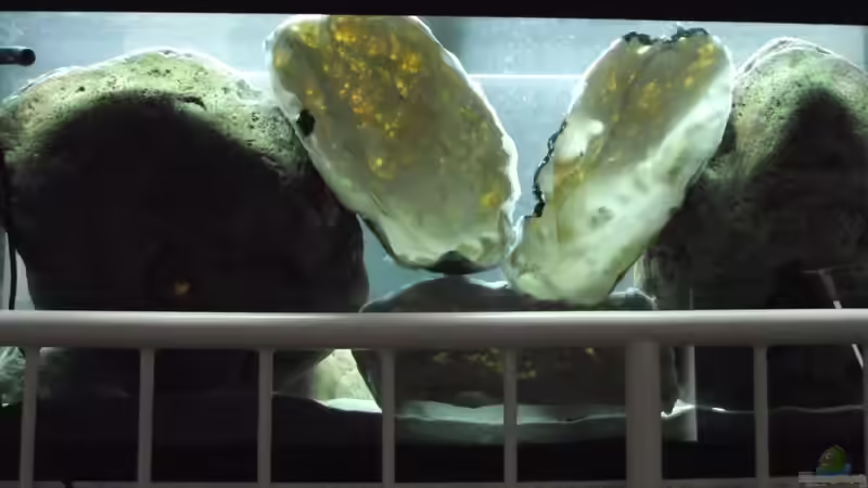 Hinterschwimmbare Module/ Höhlen von MichaB (10)