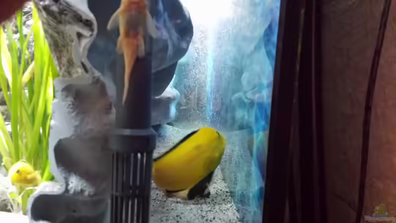 hinterschwimmbare Rückwand die 2. von Thomas u. Gabriele P. (18)