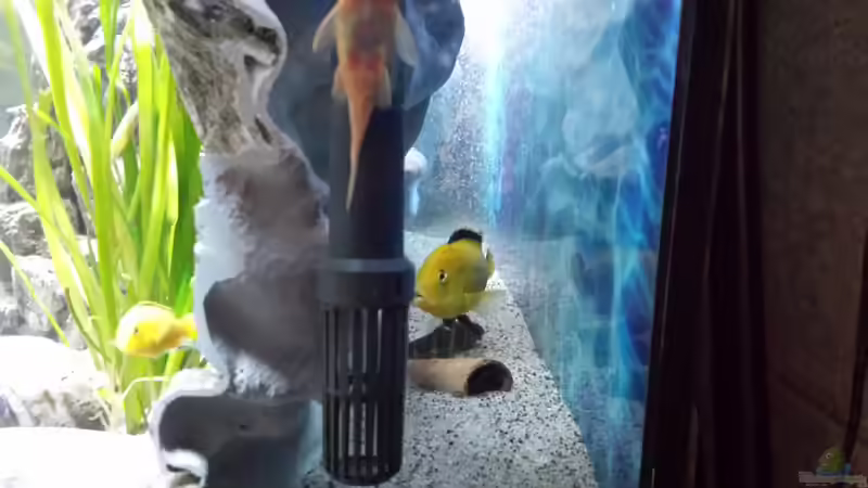 hinterschwimmbare Rückwand von Thomas u. Gabriele P. (17)