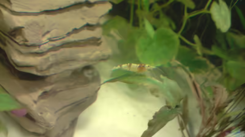 Hinu auf Blatt von Dasy (26)