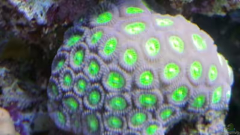 Hirnkoralle von Andreas Stiller (58)