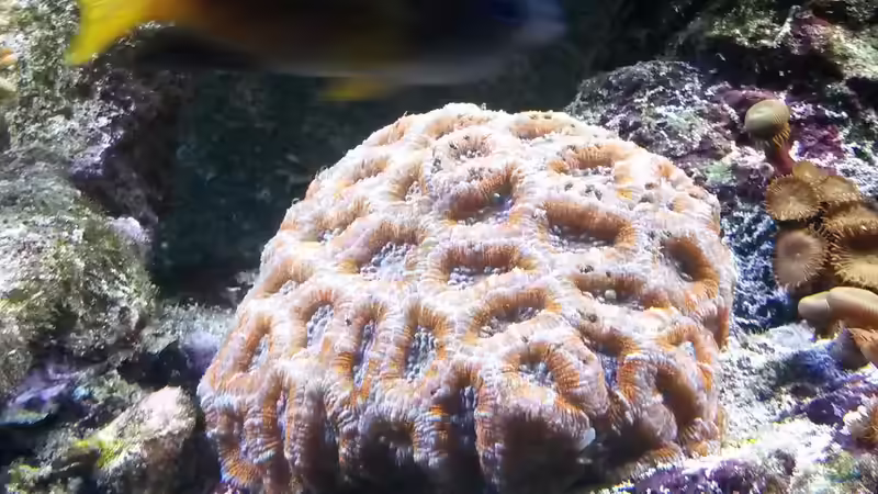 Hirnkoralle von Truthahnmann (31)