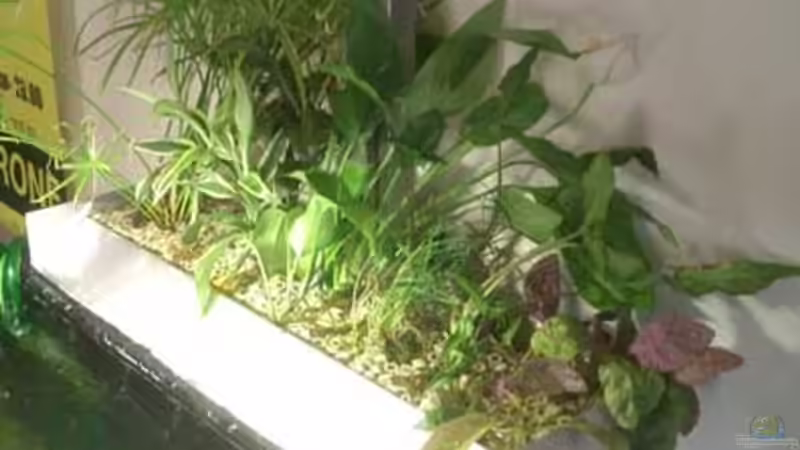 Historie: Erstbepflanzung externer Pflanzenkasten von koba2 (27)