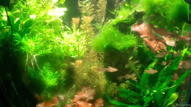 Historie: nach 13 Monaten von koba2 (13)