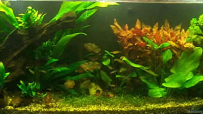 HIstorie: Vergleichsbilder - nach einem Monat von koba2 (10)