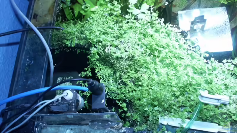 HMF + Schwimmer für Osmoregulator + PH-Elektrode + Eheimpumpe + Heizstab (nicht von Dschinn (52)