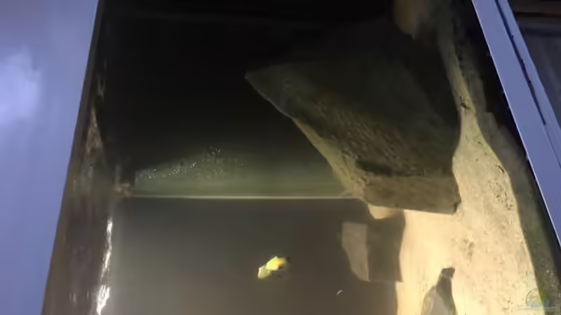 Hmf  von Malawi Appel (6)