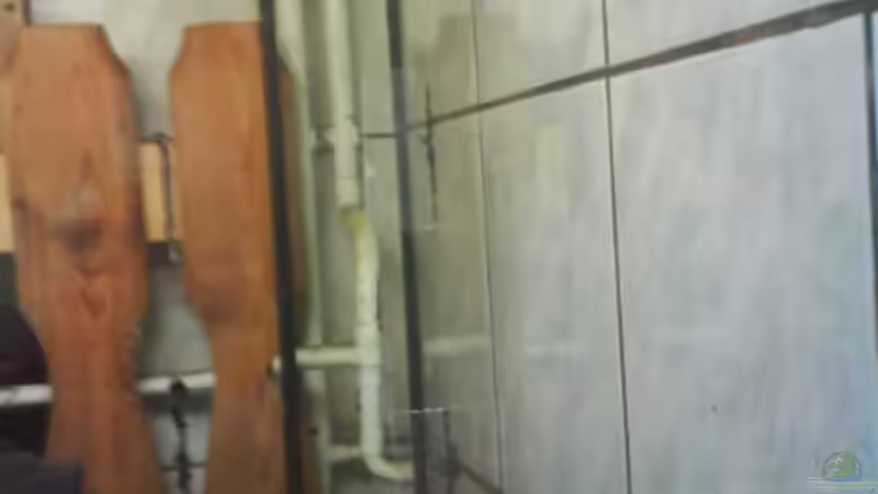 hmf anfang 2 von leutert1 (12)