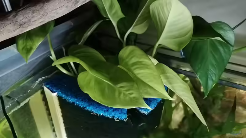 HMF Bepflanzt mit Efeutute  von DaLi (13)