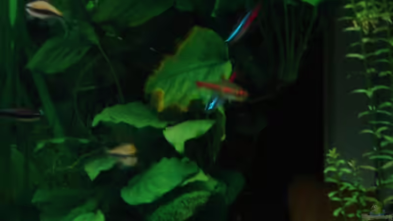 HMF hinter Anubia und Javamoos von Traenenreiter (5)