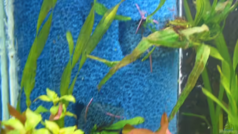 HMF mit Auslassrohr, die Ausschnitte werden bepflanzt von Gerd Bunge (8)