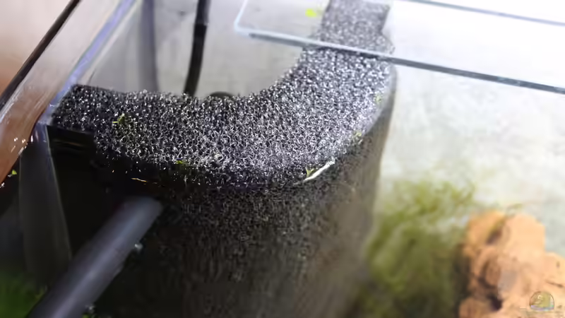 HMF mit Eheim Pumpe von SouthAmerica (40)