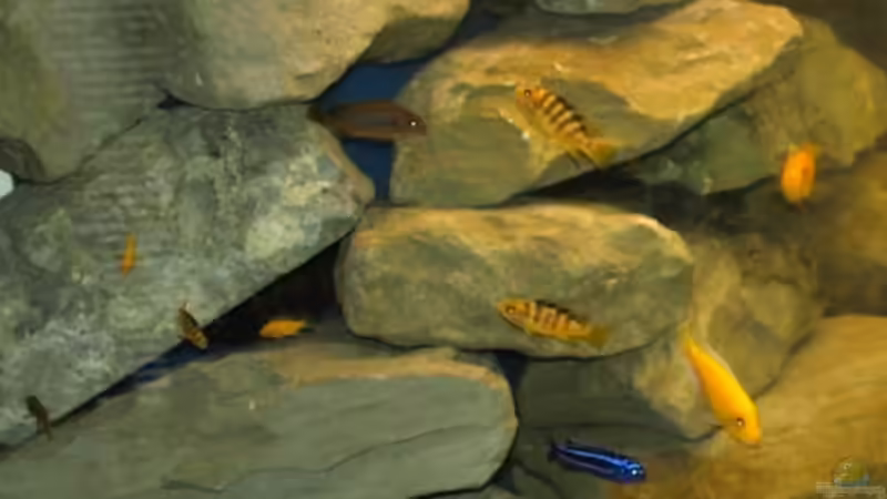 HMF mit Felsen umbaut von JOHN (5)