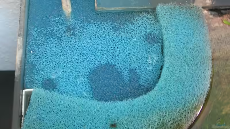 HMF mit Garnelenschutzdeckel von Der Analyst (15)