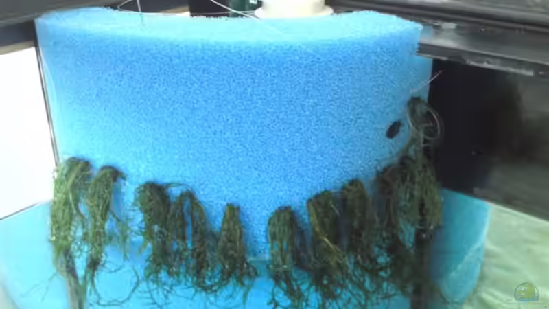 Hmf mit Javamoos Bepflanzt von SINAN (23)