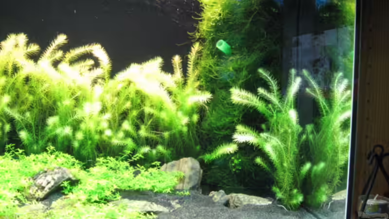 HMF mit Javamoos von Gerd Zimmermann (8)