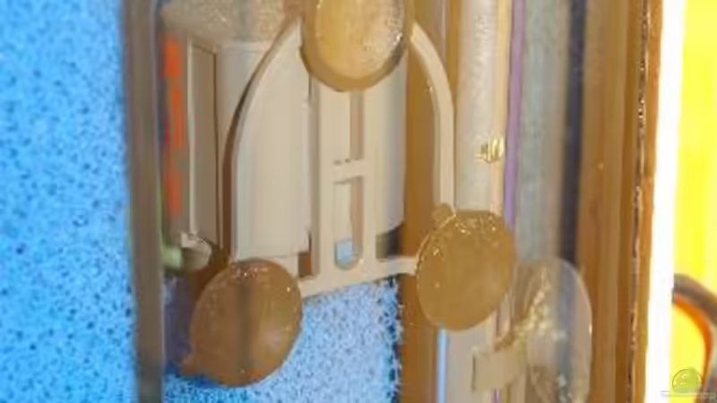 HMF mit Maxi Jet und Eheim Regelheizer rechte Seite von Rainer König (10)