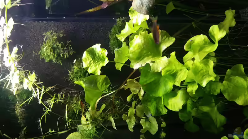 HMF mit Moos bepflanzt von Repona (2)