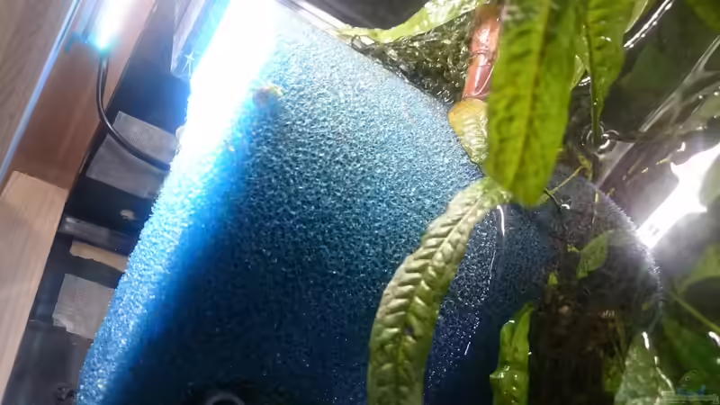 HMF nach 8 Tagen von GonZo (19)