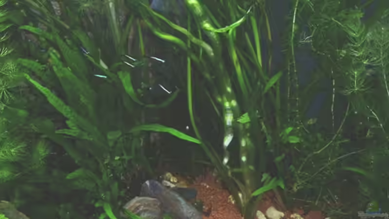 HMF nicht mehr sichtbar von Werner Müller (6)