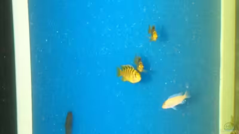 HMF noch ohne Felsenumbau von JOHN (3)