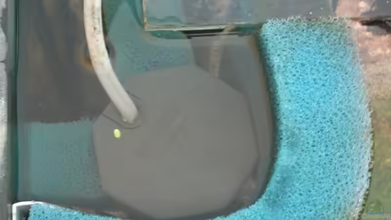 HMF ohne Garnelenschutzdeckel, Wasserlinse von Der Analyst (16)