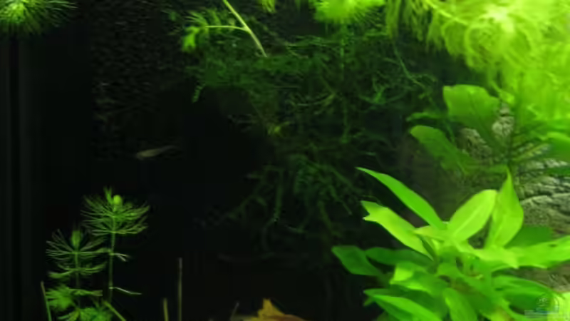 HMF von Aquarium-Bochum (17)