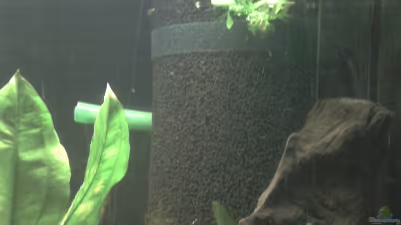 HMF von ChillingTurtle (16)