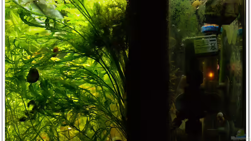 HMF von hotwheelz (25)