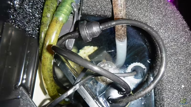 HMF von oben von borellii (17)