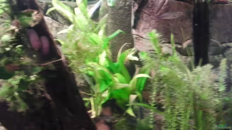 HMF von Rainbowfan (8)