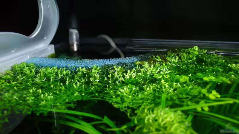 HMF von Torsten Franke (19)