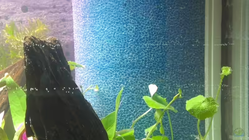 HMF vor EHEIM Aquaball 130 von bocap (23)