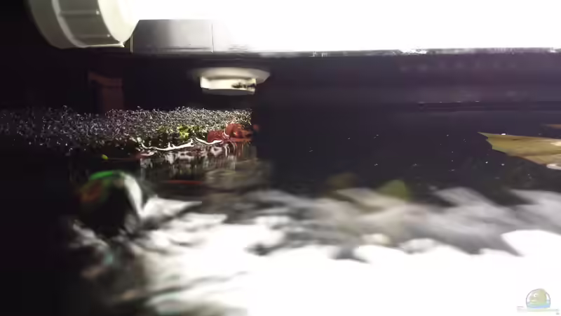 HMF wird abgeweidet. von JohnnyWishbone (11)