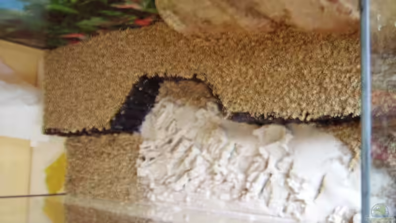 hmm wo waren die Höhlen nochmal  *grübel* von Fireman (3)