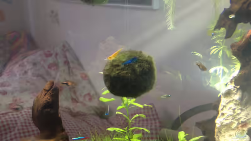 Hmmm.... Grasen und schaukeln, huiii von Ditti (11)