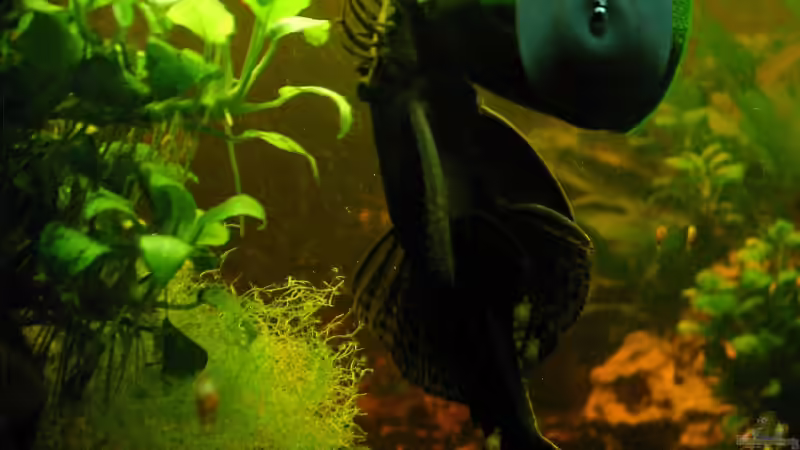 Hmmm, lecker von Lee Kienle (29)