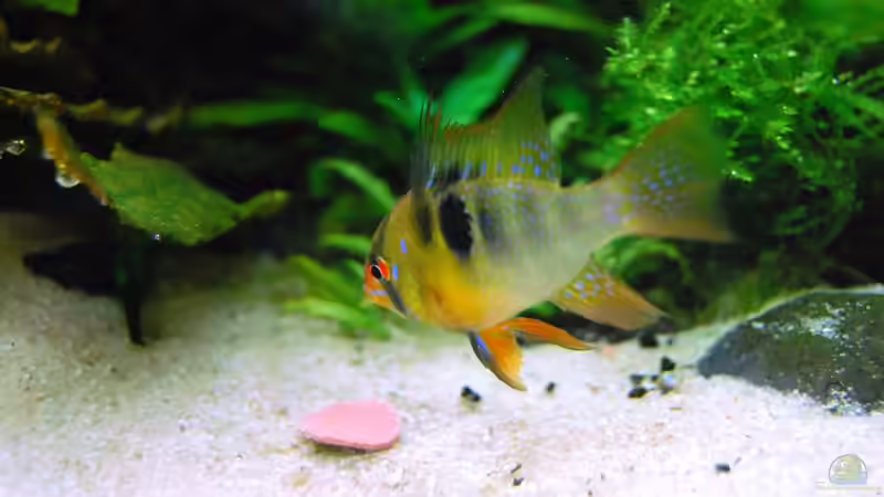 hmmm Futter, das mag ich am liebsten!!! von Michael Seraph (43)