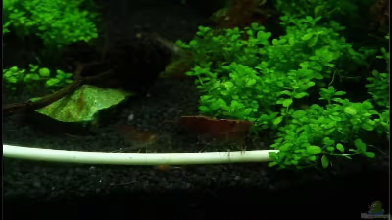 hmmm Spaghetti von *Dominique* (17)