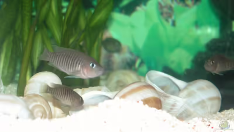 hmmmm, welches nehm ich jetzt??? von Bastian Burger (14)