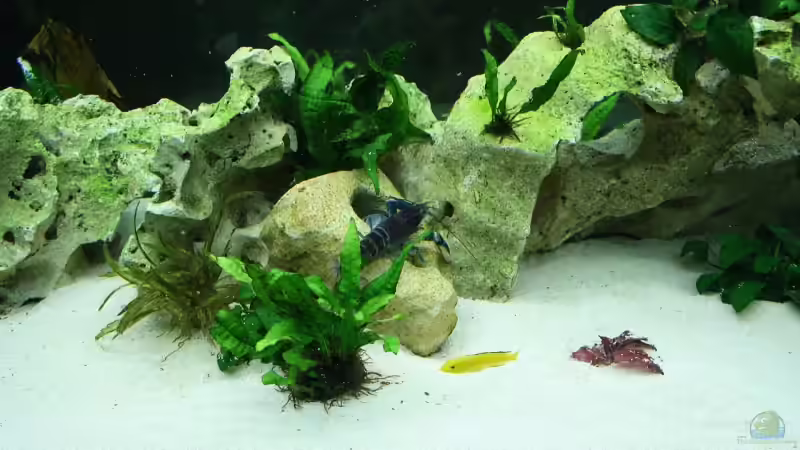 hoa creek auf futtersuche von Axel Dworak (8)