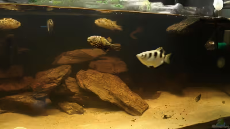 Hoch - Tiefbau Multifasciatus  ;-) von Bastian Burger (4)