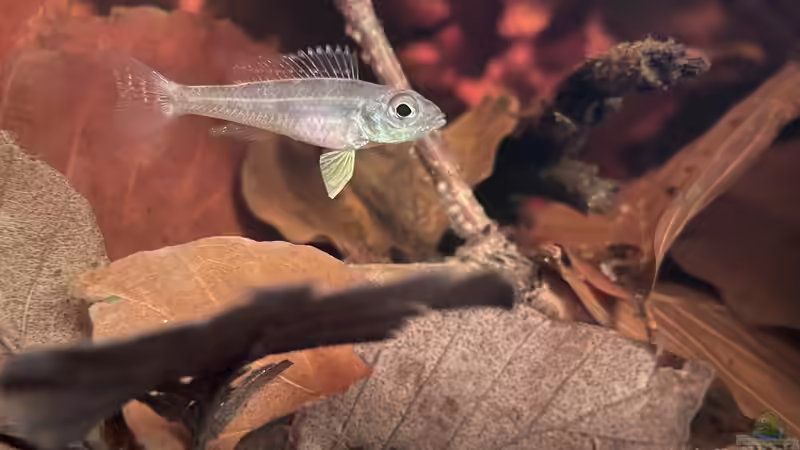 HoChbaCh Amazonas von Corvatsch (1)