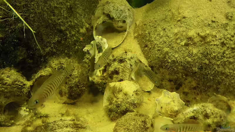 Hochbauten von Bazzi (50)