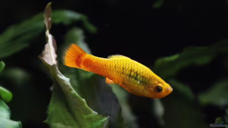 Hochflossen Papageien Platy Weibchen von Andreas Eberhardt (7)