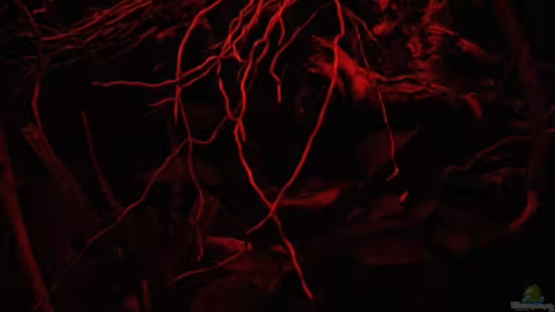 Hochkant Aufnahme des Sonnenaufgangs! von Florian Bandhauer (4)