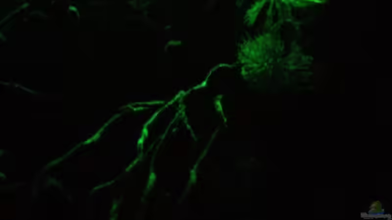 Hochkant Foto,mit Blick ins Wasser durch ein simuliertes Blätterdach im Regenwald von Florian Bandhauer (37)