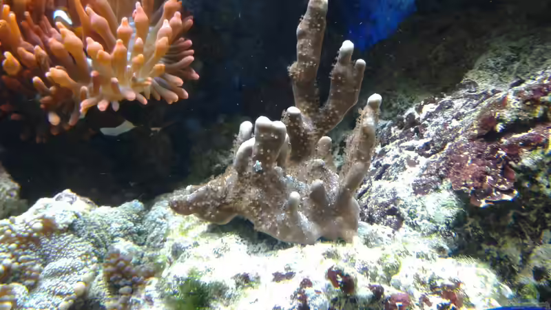 hochwachsende Montipora von Truthahnmann (56)