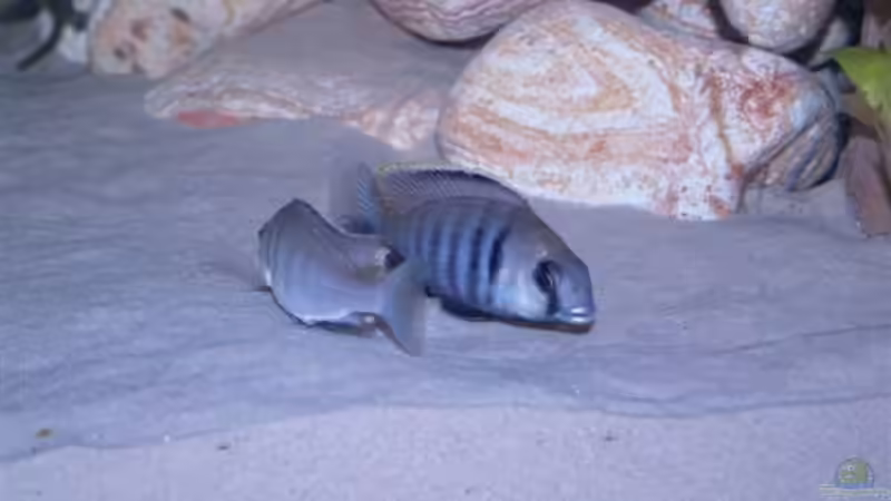 Hochzeitstanz von Jochen Engelmann (9)