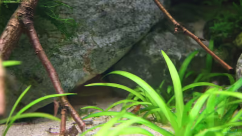 Höhle , wird gerne von Panzerwelsen genutzt von bull70 (8)